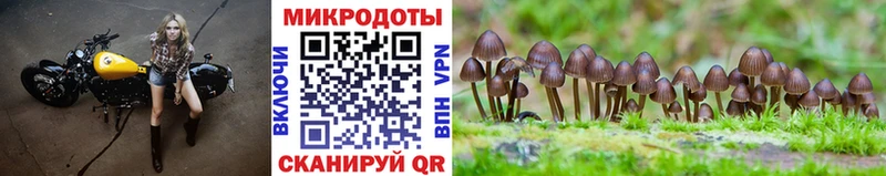 Галлюциногенные грибы Psilocybe Коломна